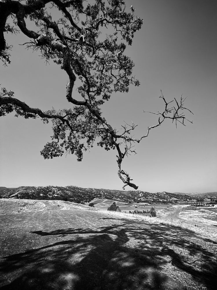 A gnarled oak branch reaches over the hillside at Taber Ranch Vineyards in Yolo County, California.