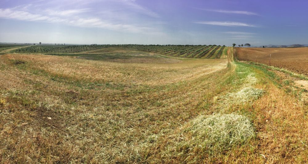 Sweeping grass hillside leads to olive groves