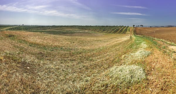 Sweeping grass hillside leads to olive groves