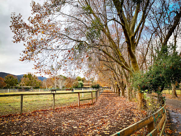 Fallen leaves are strewn across a service path at Flag Is Up Farms in Solvang, Santa Barbara County, California.
