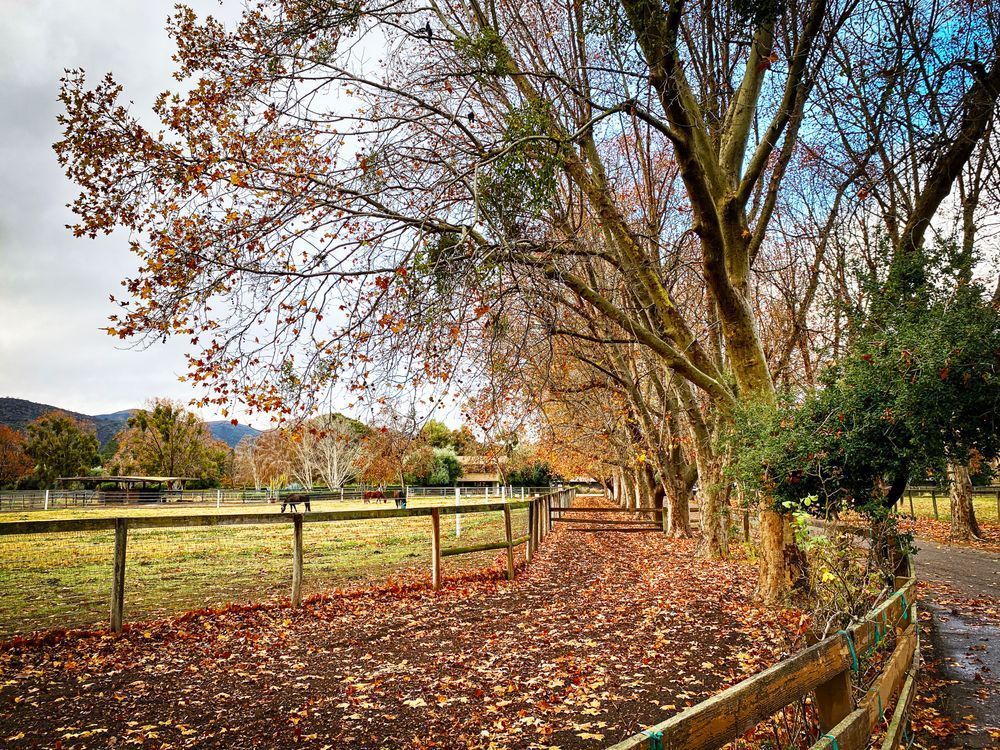 Fallen leaves are strewn across a service path at Flag Is Up Farms in Solvang, Santa Barbara County, California.