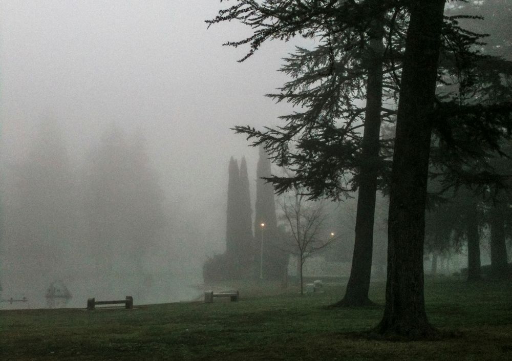 Duck Lake And Mist Art | Patrick Cosgrove Art and Photography