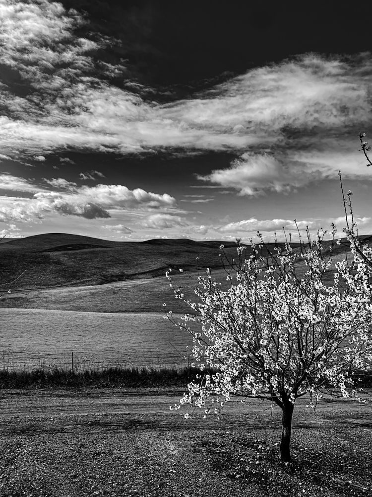 A lone almond tree overlooks the rolling hills adjacent to Barrios Farm in Yolo County.