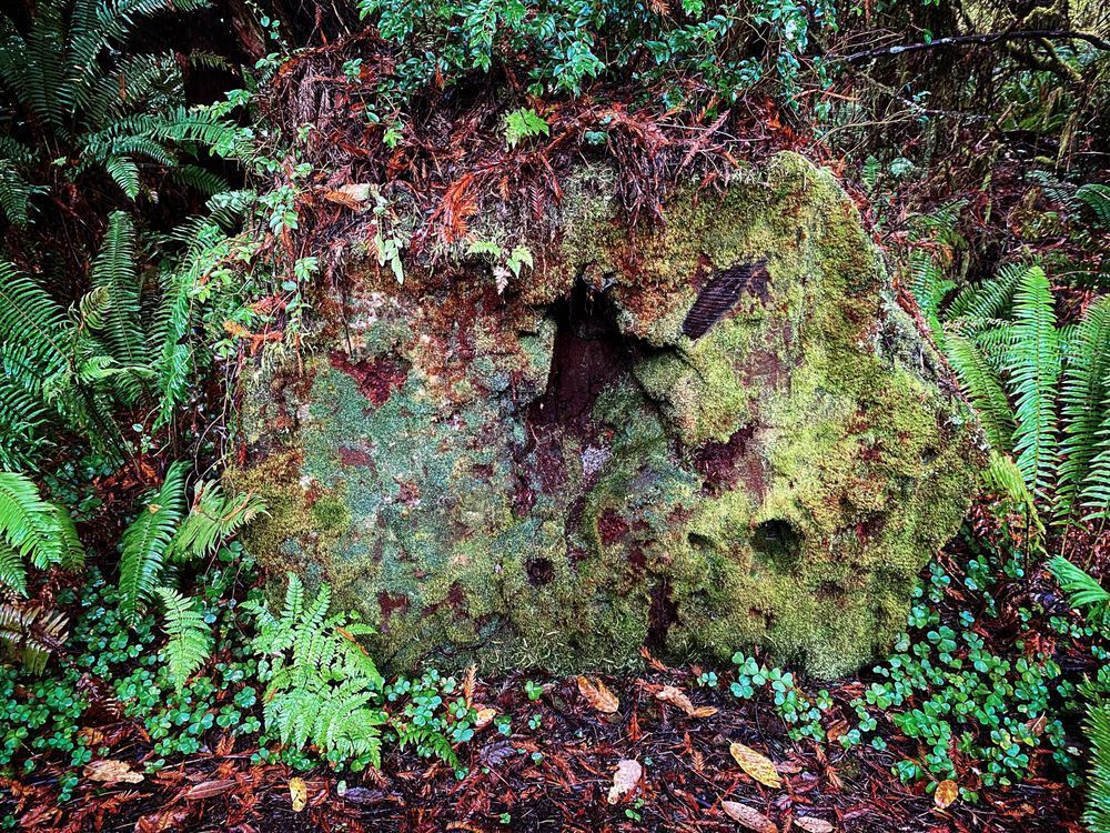 The lush life of the forest floor creates a colorful and textured mural atop the bark of a giant redwood.