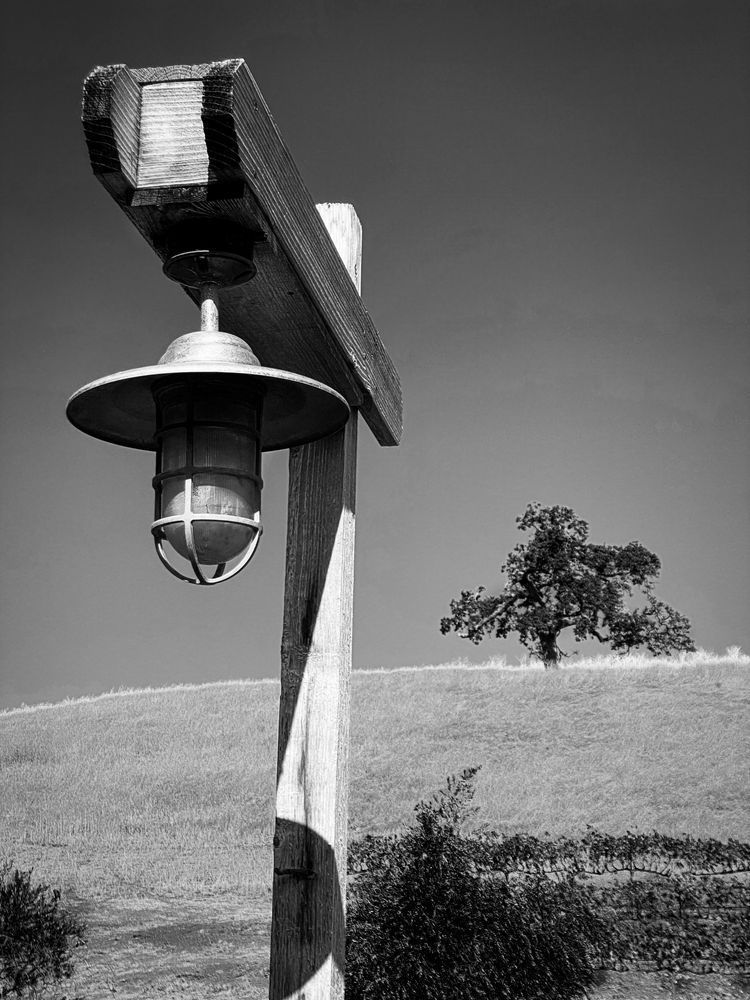 A lamppost stands ready to illuminate a path at Taber Ranch Vineyards and Event Center in Yolo County, California.