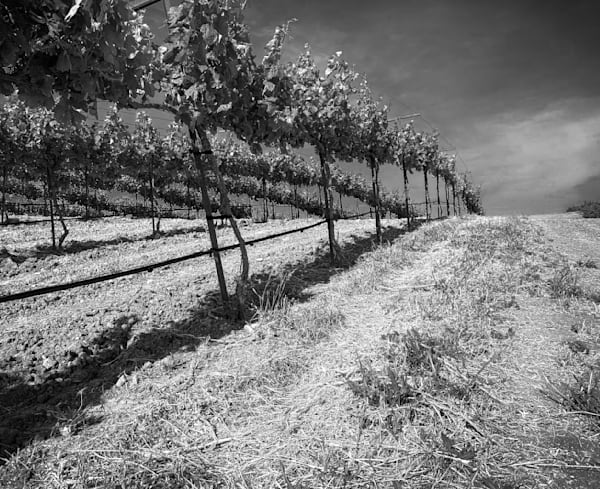 An arc of grapevines curves over the hillside at M3 Ranches in Yolo County, California.