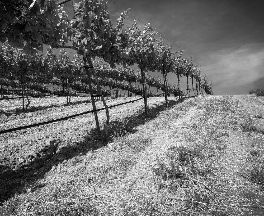 An arc of grapevines curves over the hillside at M3 Ranches in Yolo County, California.
