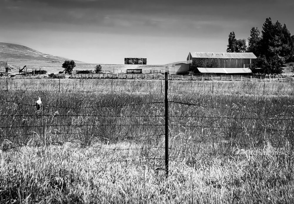 A tiny bird rests on a fence along grassy pasture land in Yolo County, California.