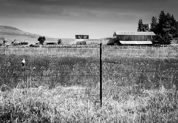 A tiny bird rests on a fence along grassy pasture land in Yolo County, California.