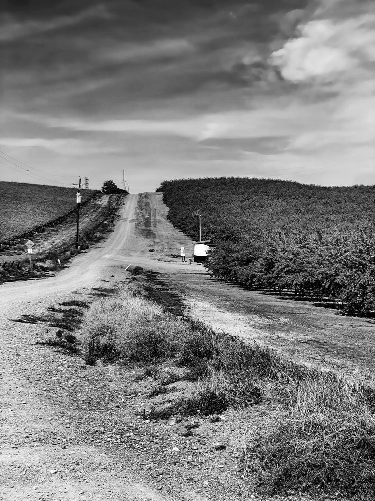 A road rises up a hillside vineyard at M3 Ranches in Yolo County, California.
