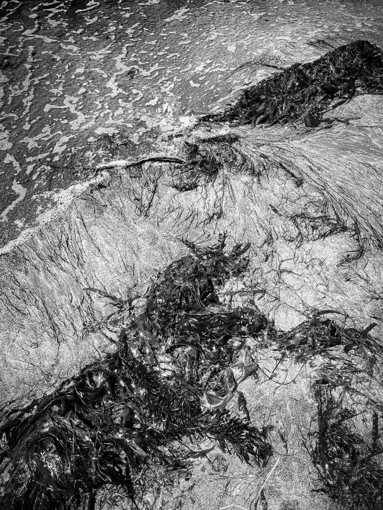 Seaweed In The Surf Art | Patrick Cosgrove Art and Photography