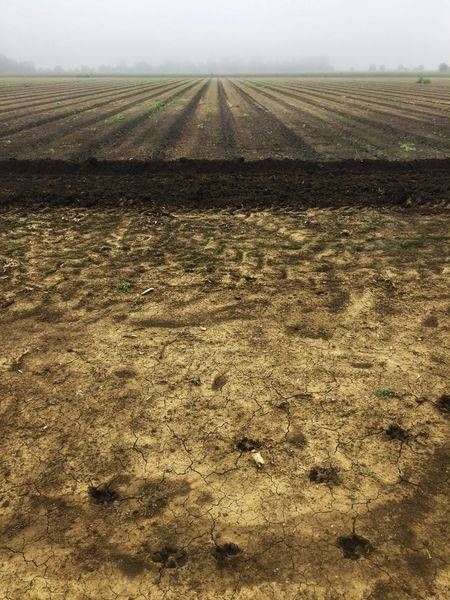 Farm Field, After Rothko No.1 Art | Patrick Cosgrove Art and Photography