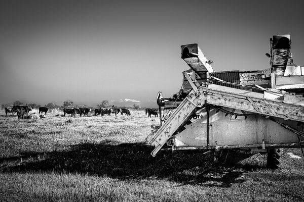 Cattle graze beyond the rusting presence of retired farm machinery at the Carden Ranch in Yolo County, California.