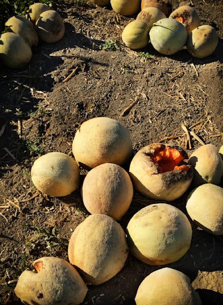 Morning Melons Art | Patrick Cosgrove Art and Photography