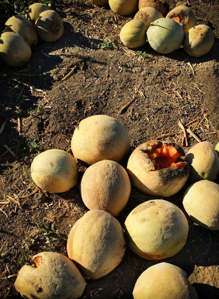 Morning Melons Art | Patrick Cosgrove Art and Photography