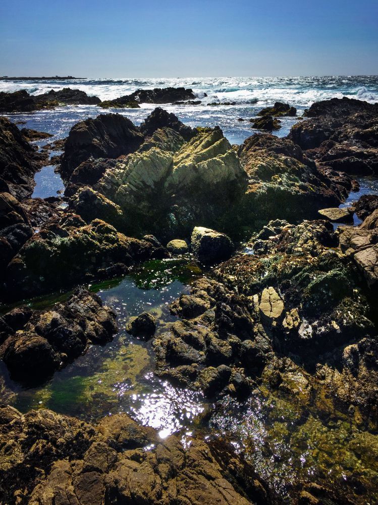 Moss Landing Tide Pool Art | Patrick Cosgrove Art and Photography