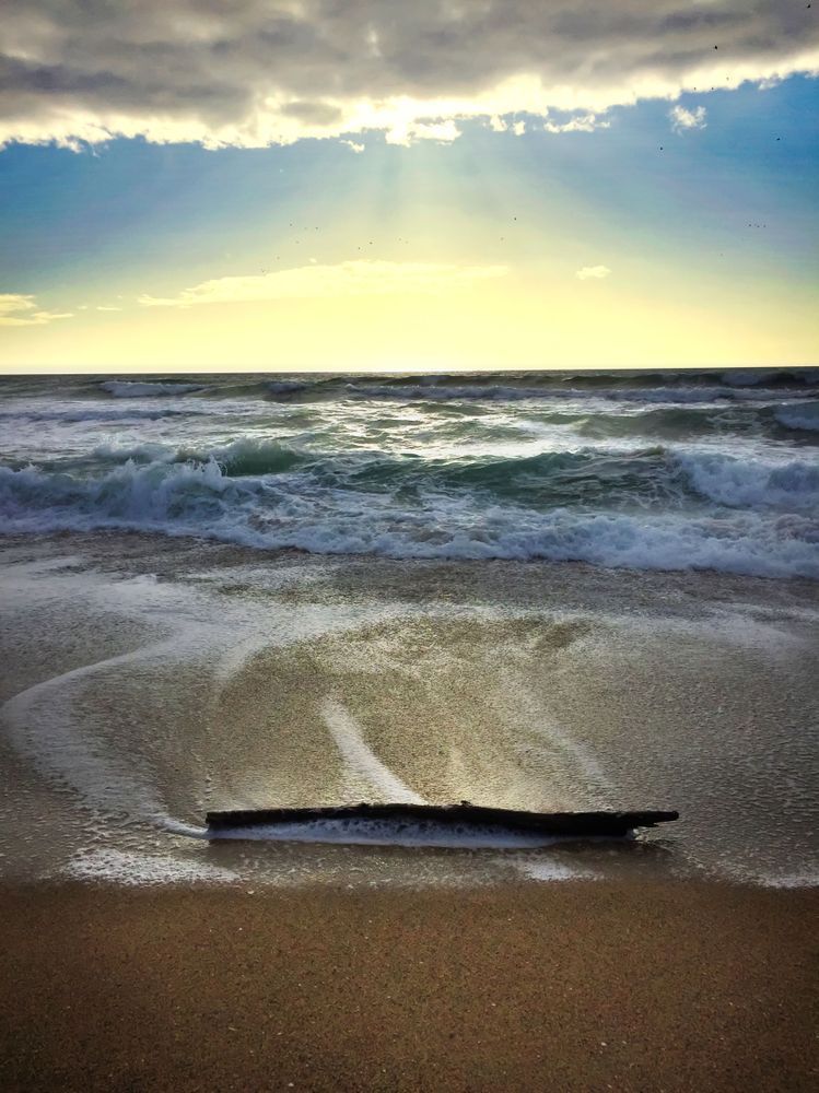 Moss Landing Driftwood Art | Patrick Cosgrove Art and Photography