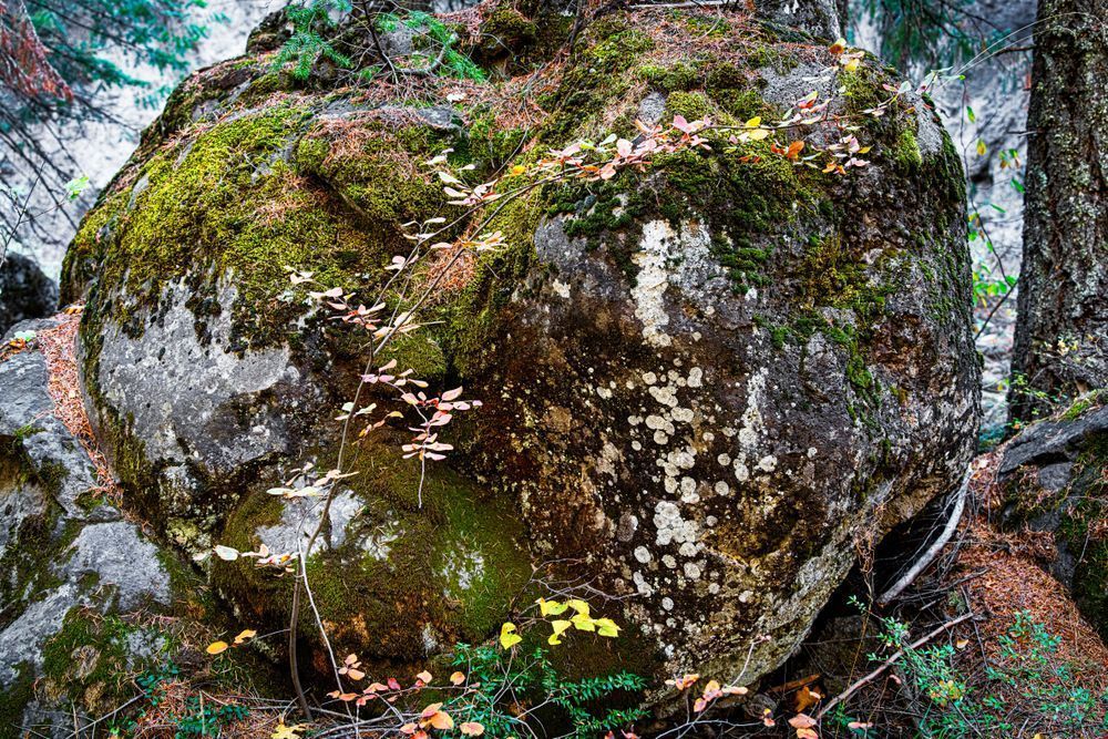A boulder tumbled by millennia of flowing waters now gathers moss and lichen near the foot of Middle Falls, in the McCloud River.