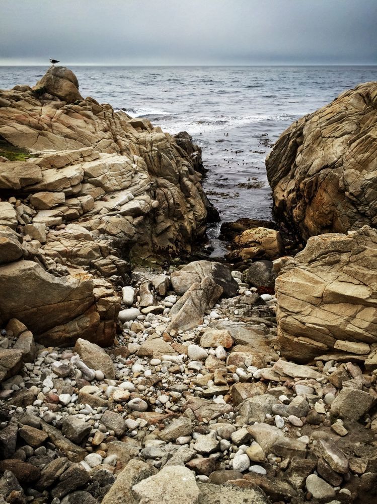 Monterey Coastline With Seabird Art | Patrick Cosgrove Art and Photography