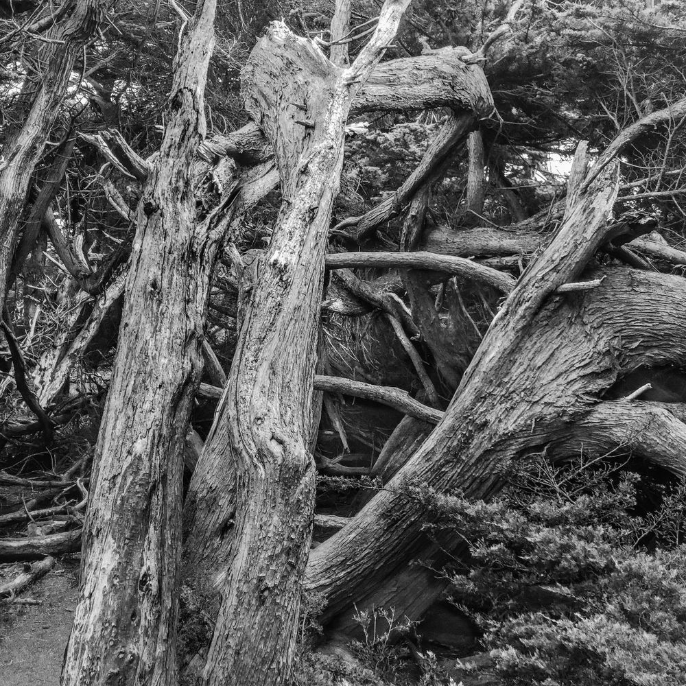Monterey Cypresses, Gualala Art | Patrick Cosgrove Art and Photography