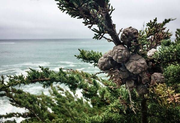 Monterey Cypress Cones Art | Patrick Cosgrove Art and Photography