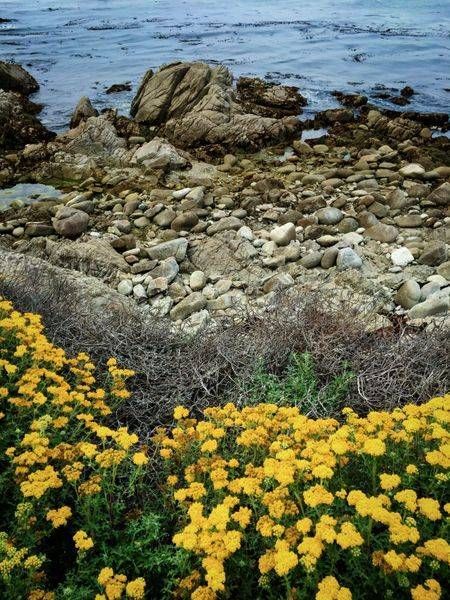 Monterey Coastal Flowers Art | Patrick Cosgrove Art and Photography