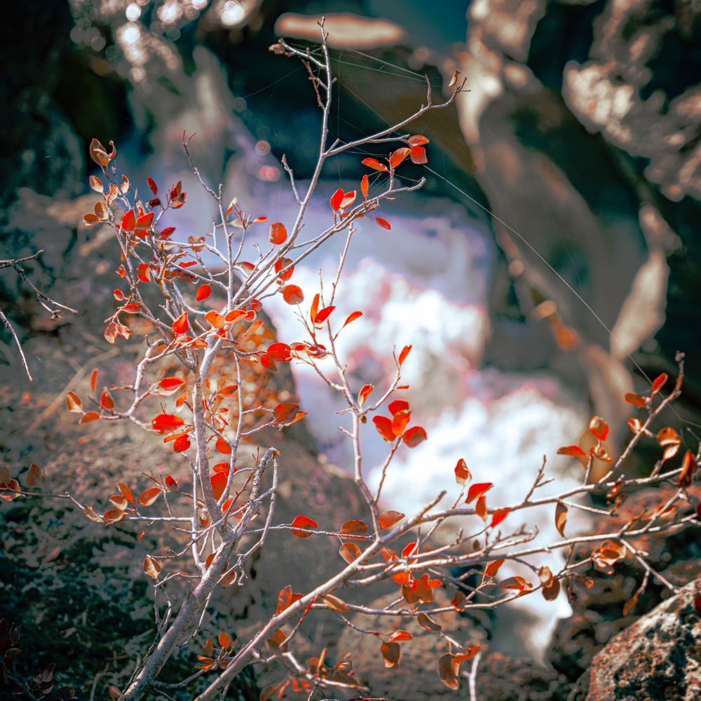 The last red leaves of Fall cling to a riparian bush along the McCloud River.