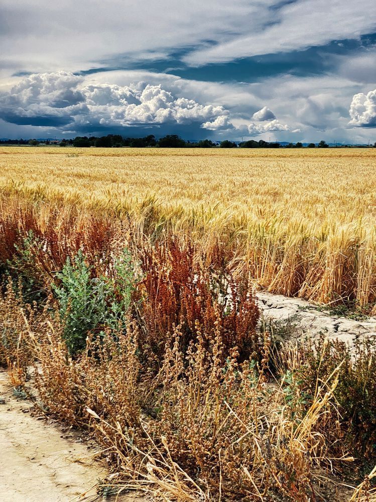 Spring storm clouds rumble by in the distance as a crop of winter wheat waits to be harvested.