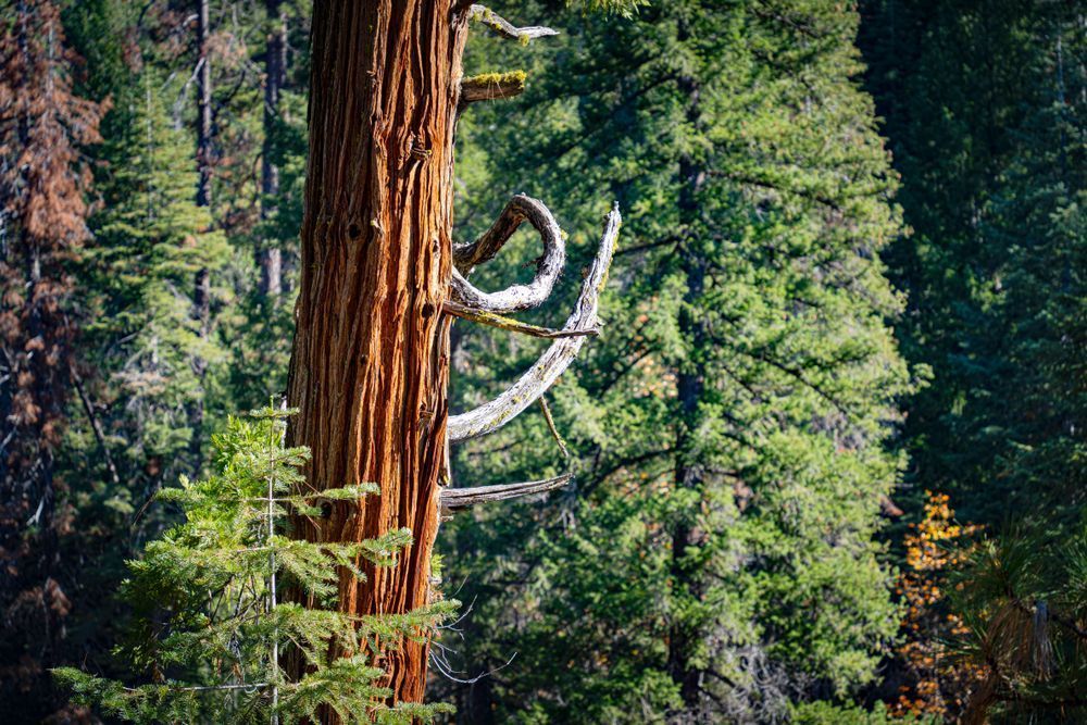 A western red cedar stands defiantly on the slope of a mountain in the Shasta-Trinity National Forest.