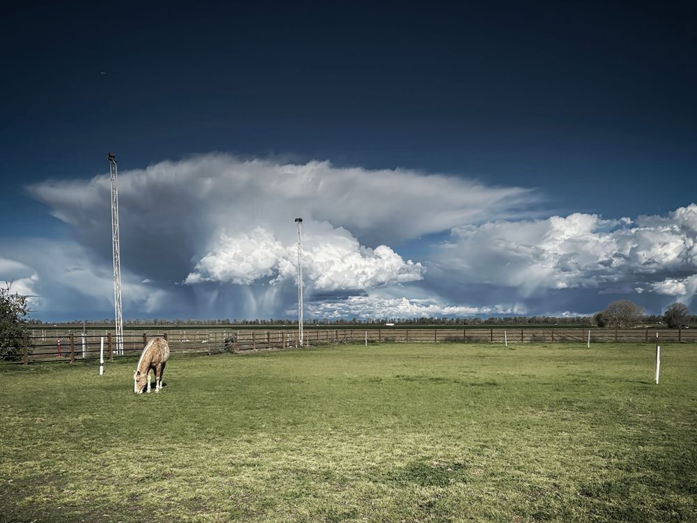 A single mare grazes unaware of the giant storm clouds passing along the horizon on their way to the Sierra Nevada mountains.