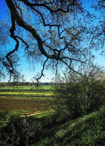 Springtime Oak Tree Yolo County