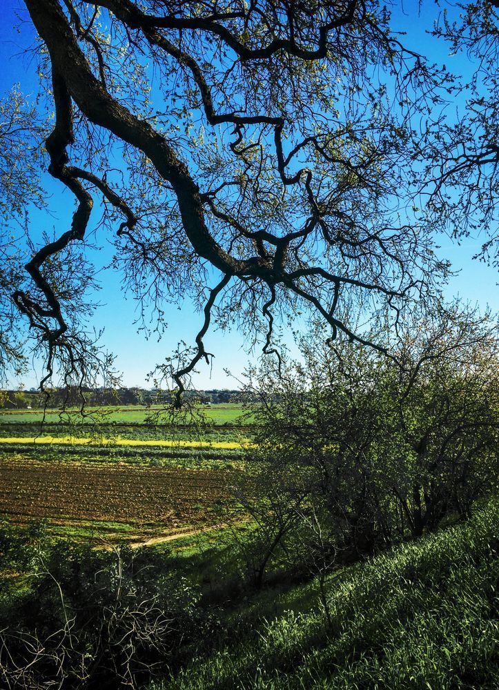 Springtime Oak Tree Yolo County
