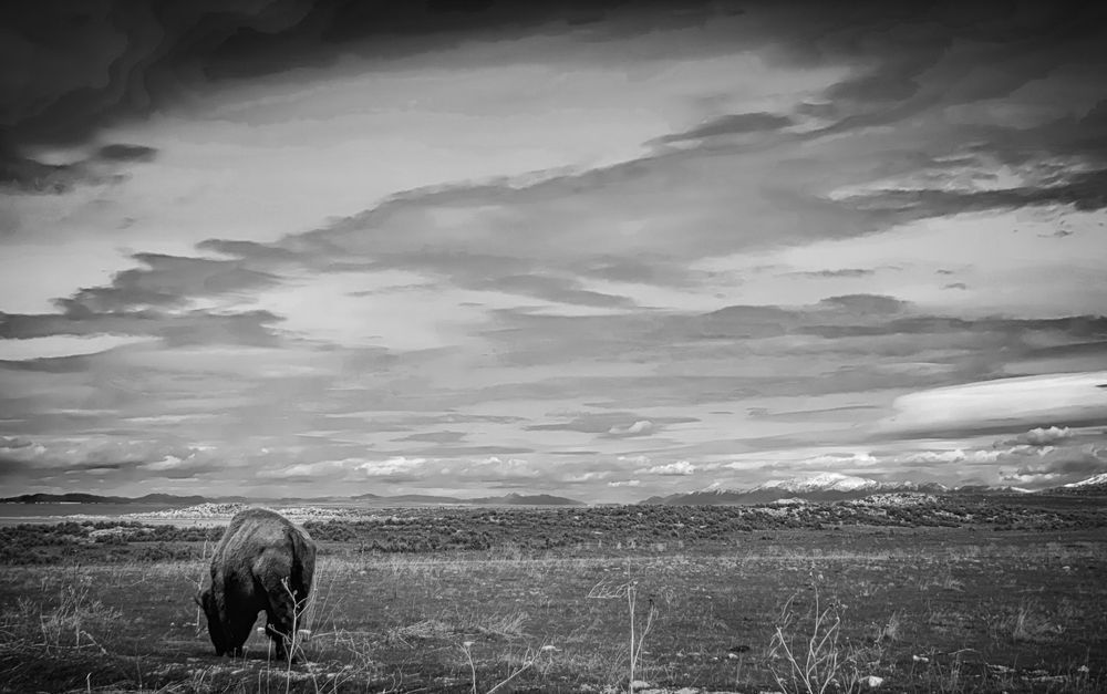A lone bison forages near the Great Salt Lake.