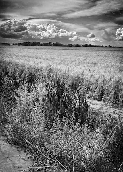 Clouds edge a winter wheat field after a Spring rainstorm in Yolo County, California.