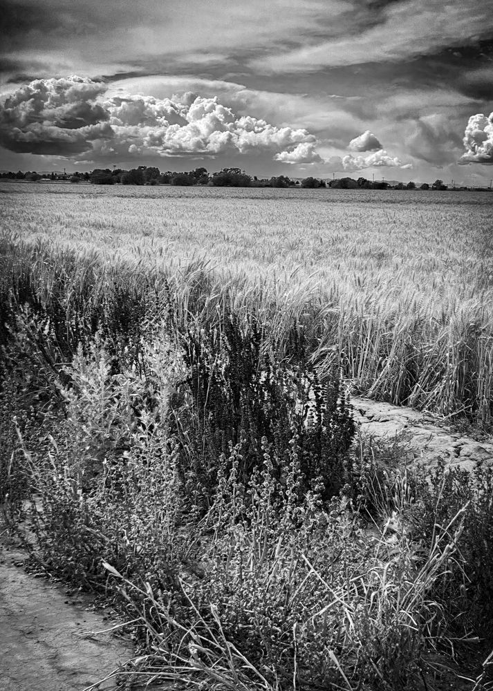 Clouds edge a winter wheat field after a Spring rainstorm in Yolo County, California.