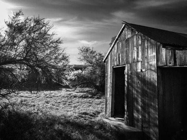 Morning light highlights the textures of a weathered shed and a tree in bloom.