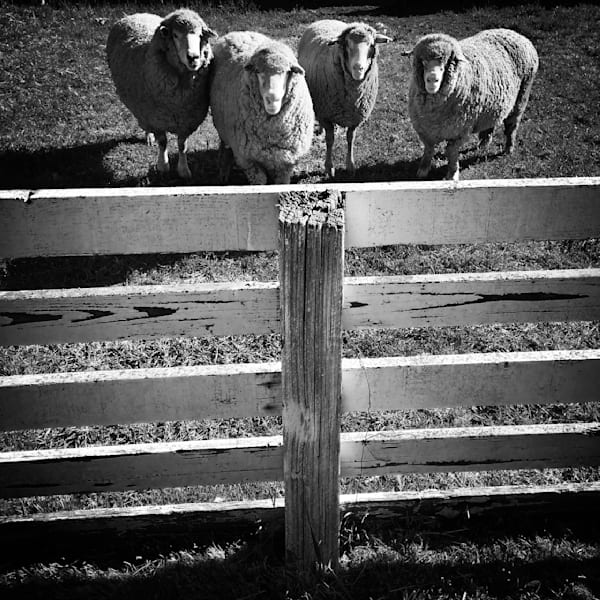 Sheep stare at a visitor from within their pen at Slaven Sheep Ranch.