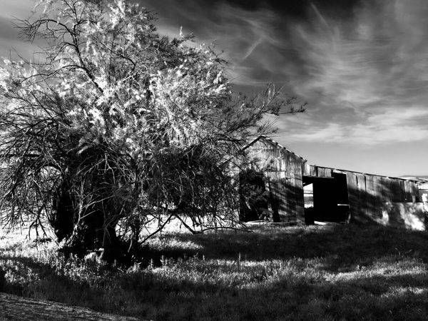 A bushy tree blossoms chaotically near a weathered shed at Slaven Sheep Ranch, Yolo County.