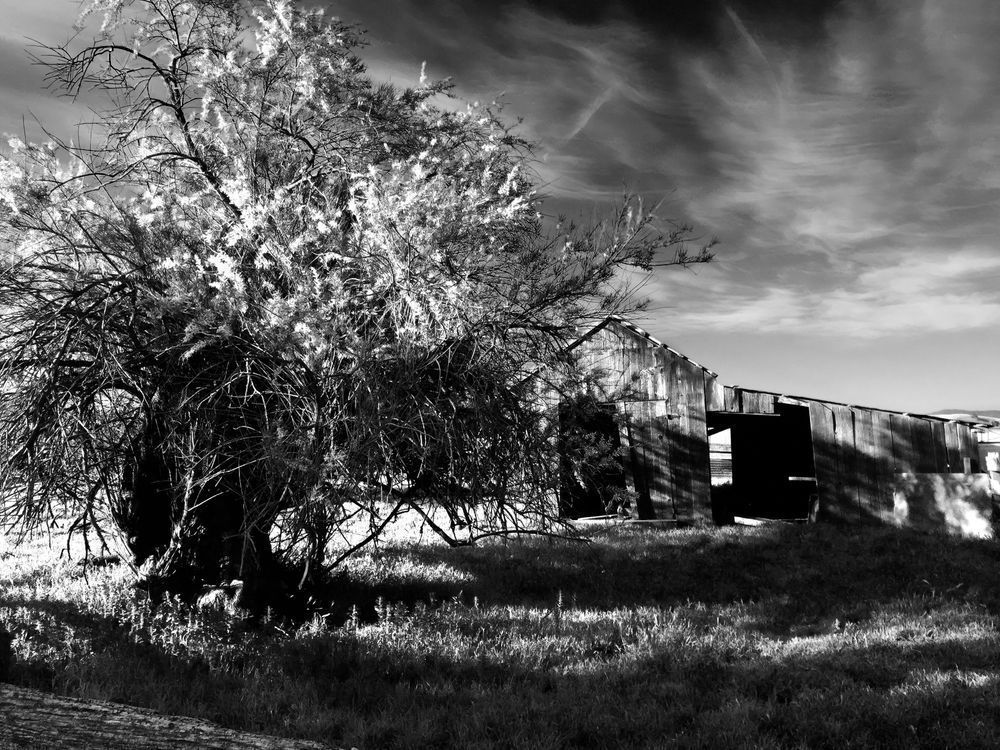 A bushy tree blossoms chaotically near a weathered shed at Slaven Sheep Ranch, Yolo County.