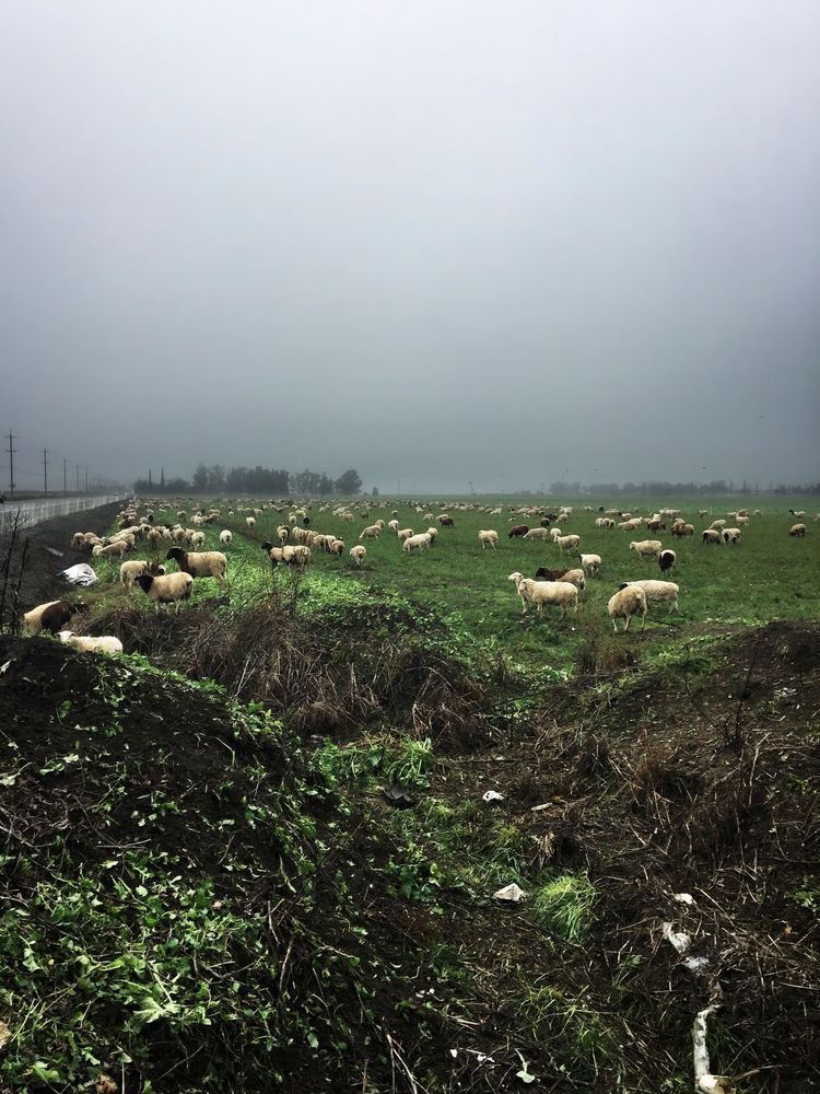 Sheep graze beneath a Winter fog in rural Yolo County.