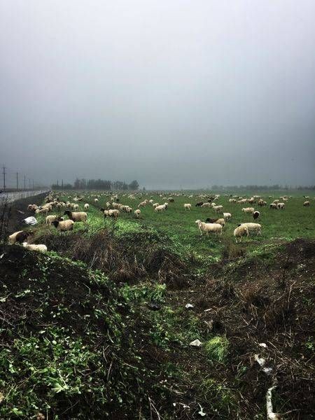 Sheep graze beneath a Winter fog in rural Yolo County.