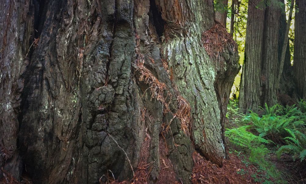 Prairie Creek Redwood Trunks #1 Art | Patrick Cosgrove Art and Photography