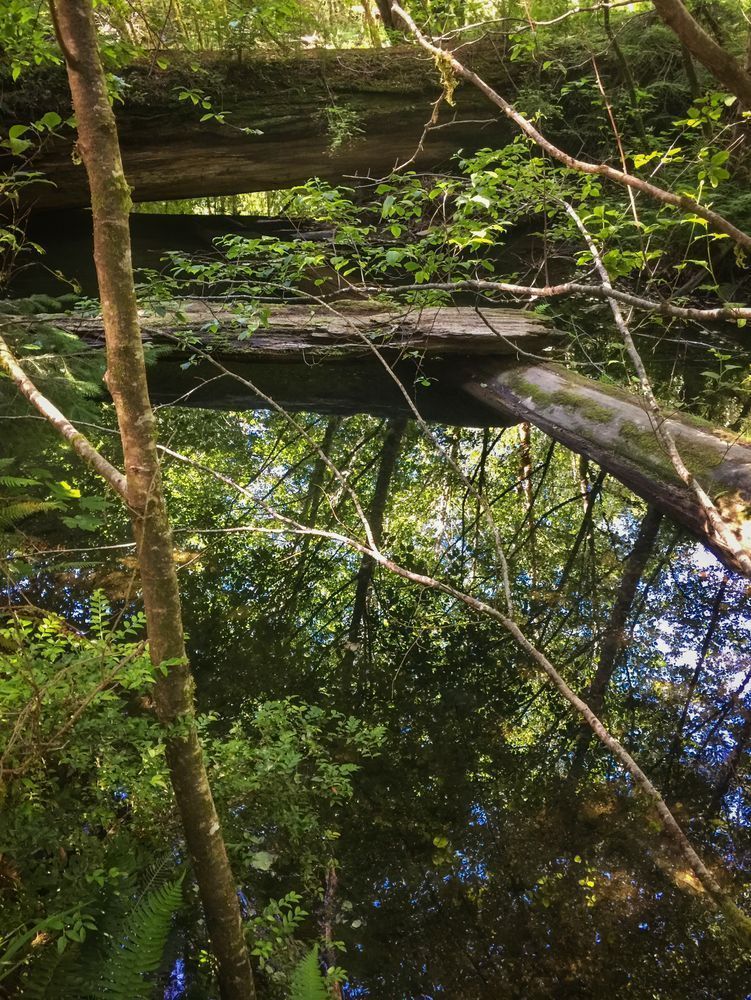 Redwood Bridges, Prairie Creek Art | Patrick Cosgrove Art and Photography
