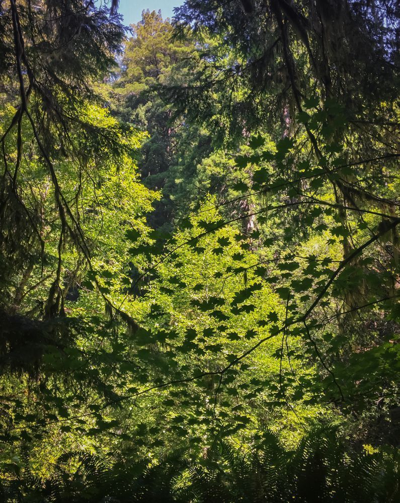 Prairie Creek Maple Leaves Art | Patrick Cosgrove Art and Photography
