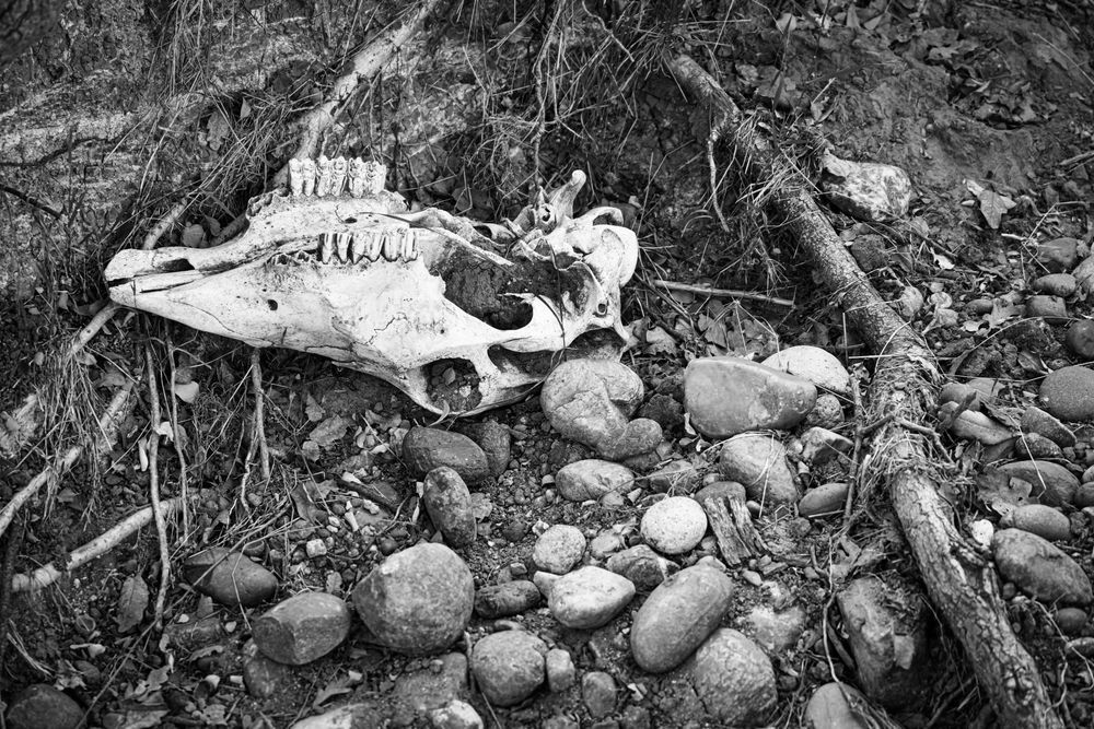 A skull is all that remains of a cow or bull along the creek bed running through Pete's Valley Land and Cattle.