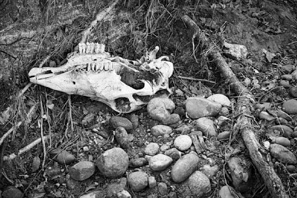 A skull is all that remains of a cow or bull along the creek bed running through Pete's Valley Land and Cattle.