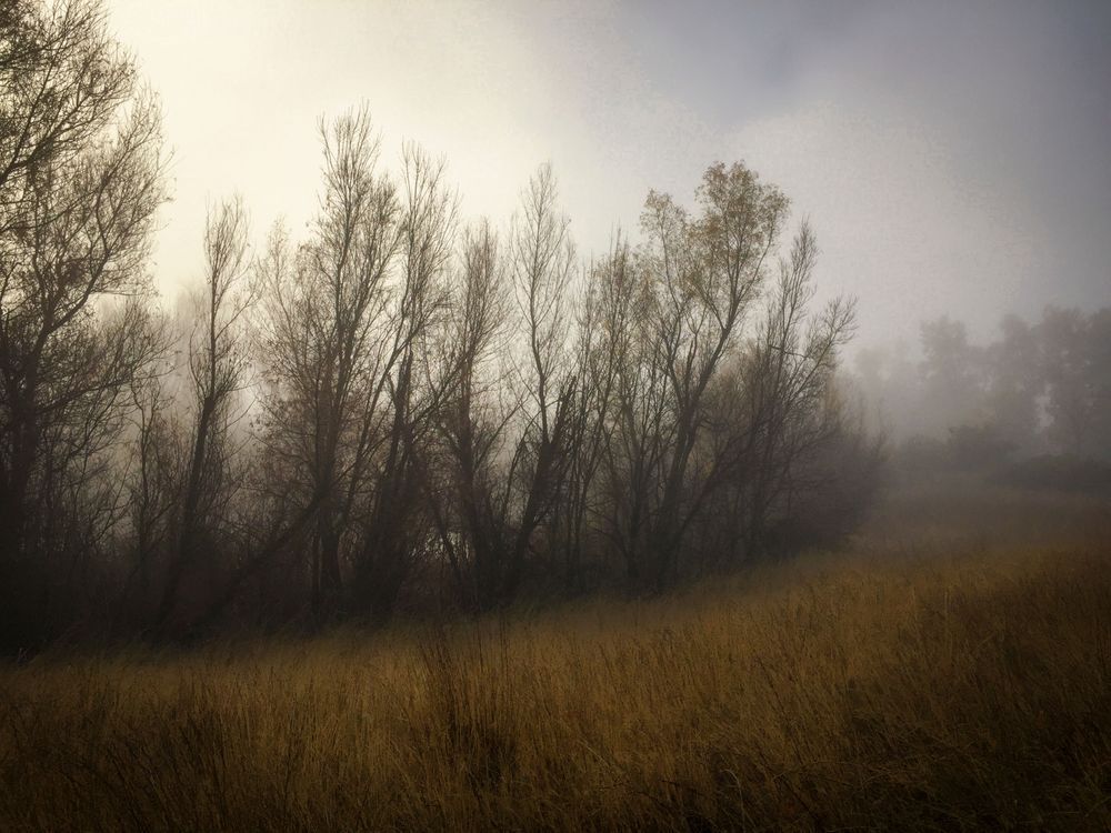 Partansky Pond Davis California fog morning