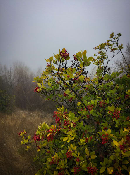 Partansky Pond Cotoneaster Art | Patrick Cosgrove Art and Photography