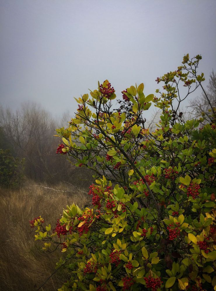 Partansky Pond Cotoneaster Art | Patrick Cosgrove Art and Photography