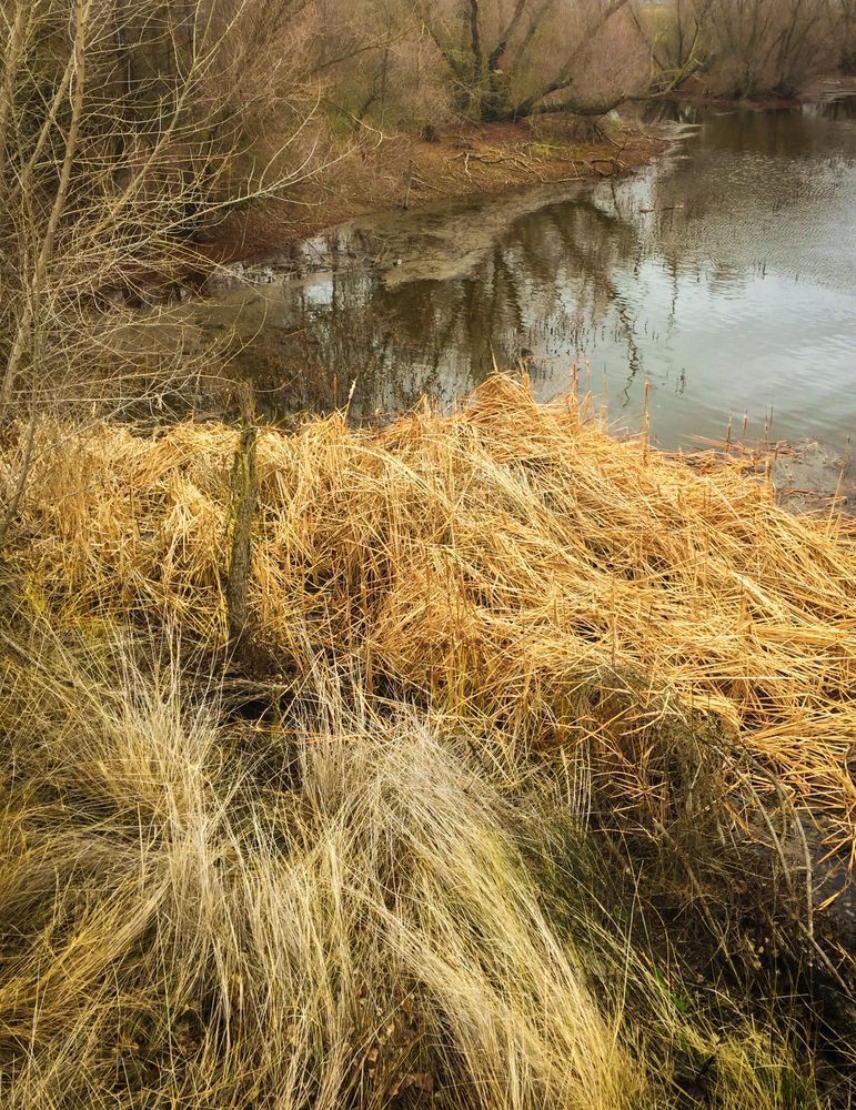 Grassy Pond Art | Patrick Cosgrove Art and Photography